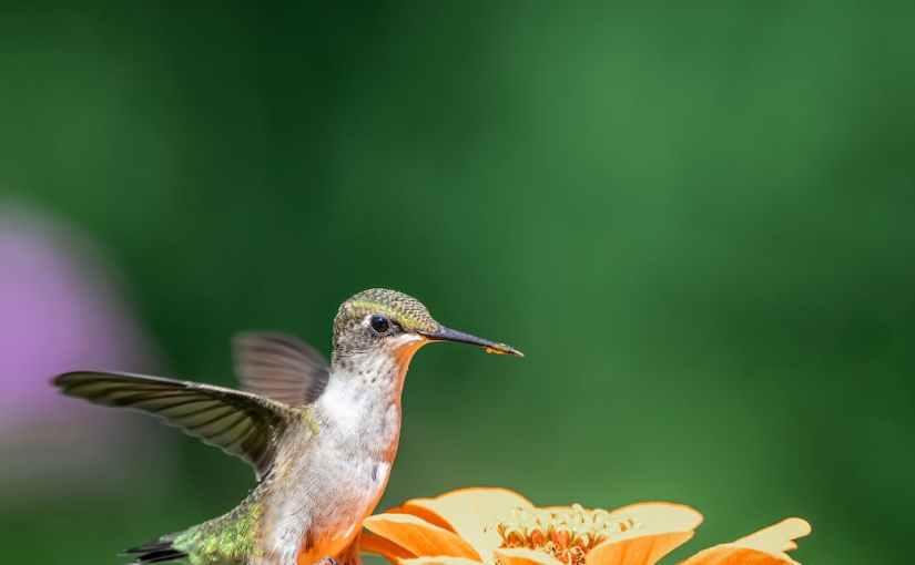 Le chant des&nbsp;oiseaux
