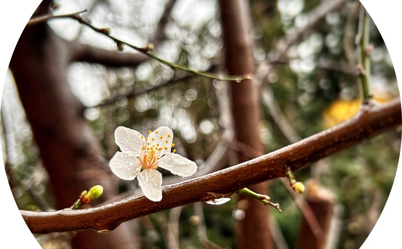 Dans un mois, le printemps&nbsp;!