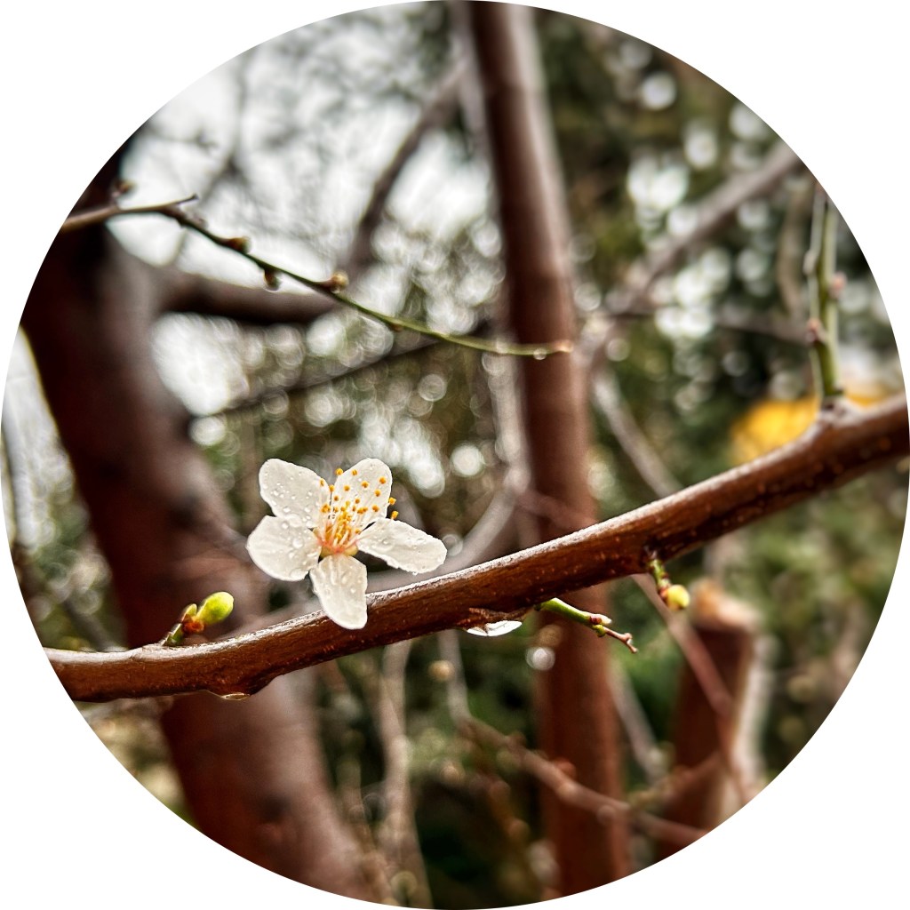 Dans un mois, le printemps&nbsp;!