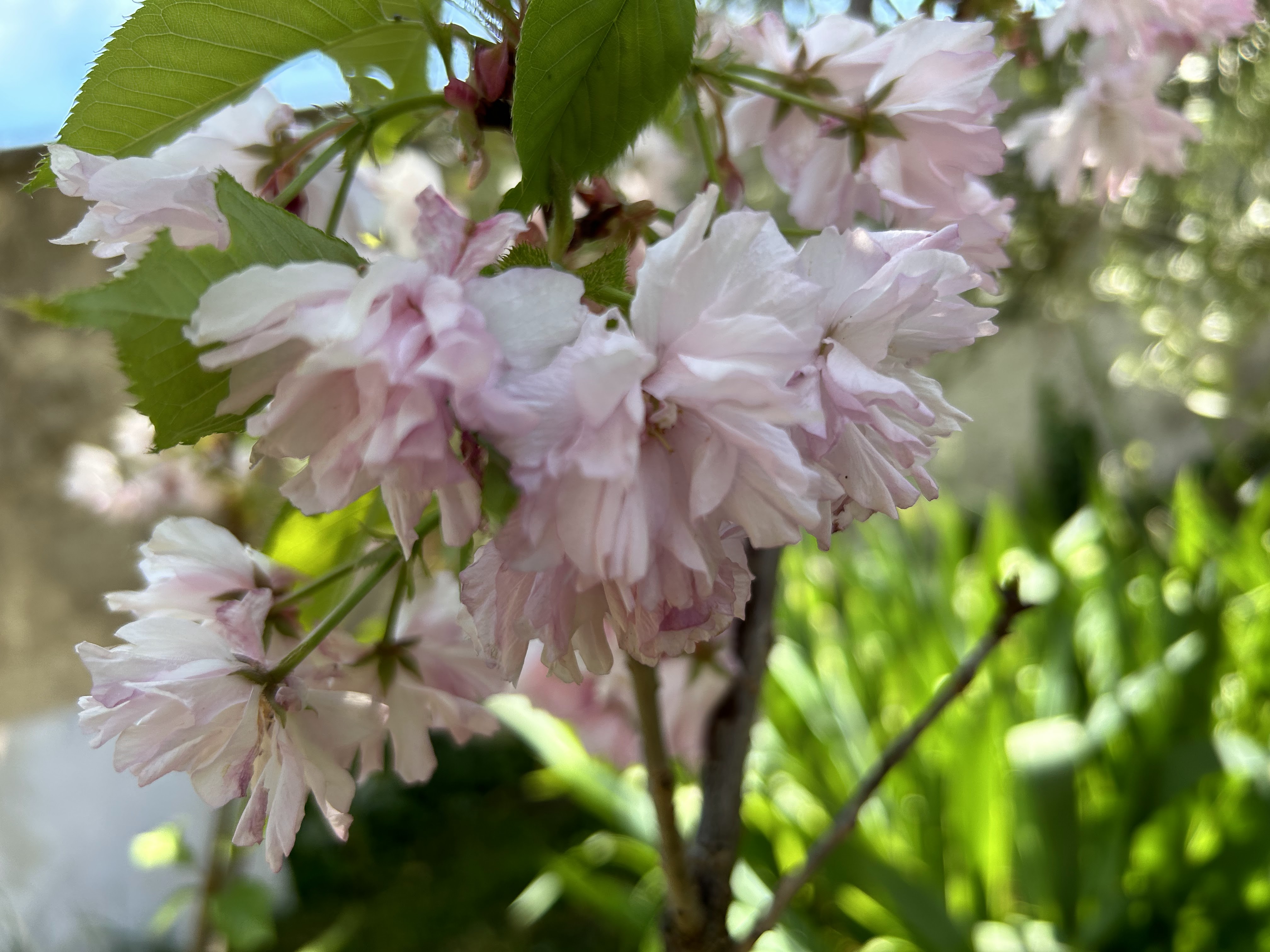 Entre Isère et Loire...