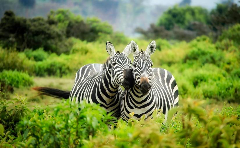 Safari