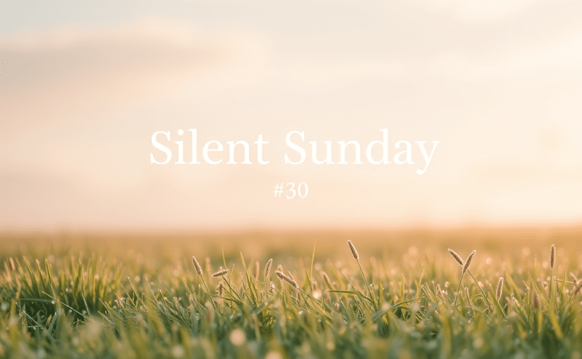 Silent Sunday #30