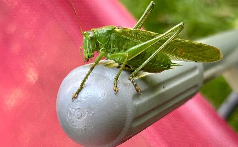 🐝Loi Duplomb : le&nbsp;déshonneur