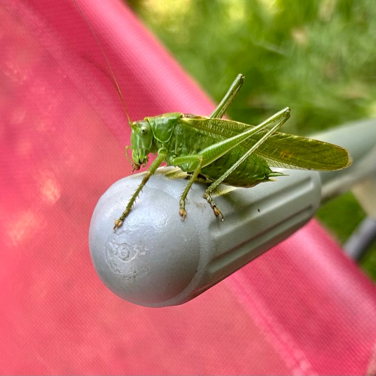🐝Loi Duplomb : le&nbsp;déshonneur